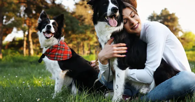 Two dogs enjoying the outdoors with their owner