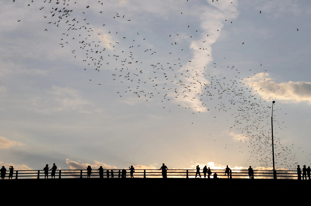 When Do the Bats Fly in Austin: A Guide To Bat Watching