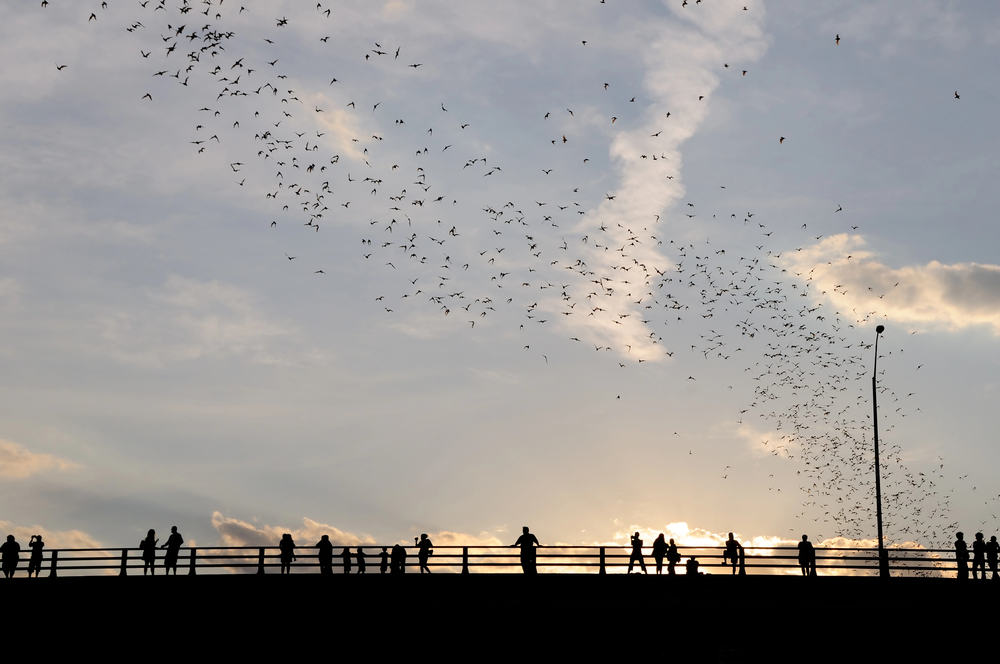 To know when the bats fly in Austin, pay attention to the time, season, and other factors. 