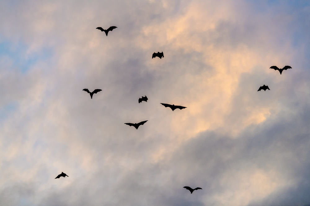 Warmer months are when the bats fly in Austin. 