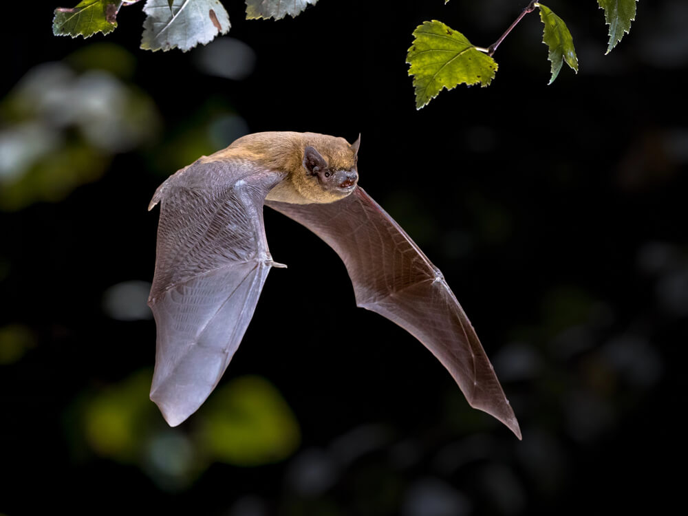 You can watch bats take flight in Austin Texas.